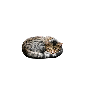 A Cat Sleeps Peacefully On A Motorcycle Seat Against A Colorful Graffiti Backdrop. 12725 - Cat PNG image with transparent background